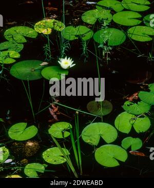 Lily Pads, Hellhole Sumpf, Hellhole Bay Wilderness, Francis Marion National Forest, South Carolina Stockfoto