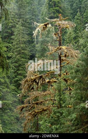 Nebelwald, Boulder River Trail, Boulder River Wilderness, Central Cascades, Washington, USA Stockfoto