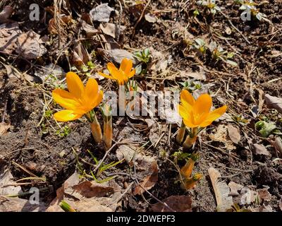 Schöne Krokusblüten, die den Beginn des Frühlings im Wald anzeigen. Frühling Schneeflocken im Hintergrund sichtbar. Stockfoto
