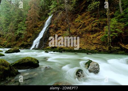 UN-benannte Creek fällt über Wasserfall und in Boulder River, Boulder River Wilderness, Central Cascades, Washington, USA Stockfoto