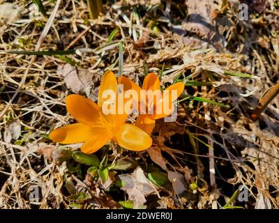 Schöne Krokusblüten, die den Beginn des Frühlings im Wald anzeigen. Frühling Schneeflocken im Hintergrund sichtbar. Stockfoto