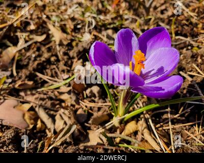 Schöne Krokusblüten, die den Beginn des Frühlings im Wald anzeigen. Frühling Schneeflocken im Hintergrund sichtbar. Stockfoto