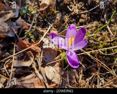 Schöne Krokusblüten, die den Beginn des Frühlings im Wald anzeigen. Frühling Schneeflocken im Hintergrund sichtbar. Stockfoto