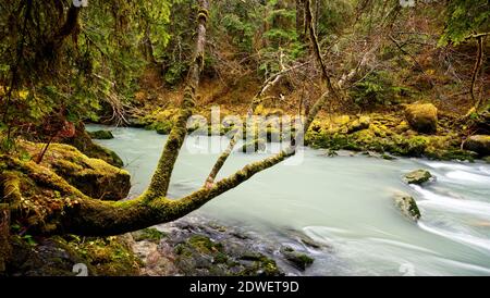 Boulder River fließt durch alten Wald, Boulder River Wilderness, Central Cascades, Washington, USA Stockfoto