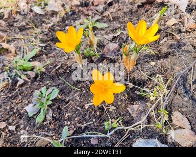 Schöne Krokusblüten, die den Beginn des Frühlings im Wald anzeigen. Frühling Schneeflocken im Hintergrund sichtbar. Stockfoto