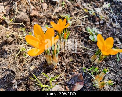 Schöne Krokusblüten, die den Beginn des Frühlings im Wald anzeigen. Frühling Schneeflocken im Hintergrund sichtbar. Stockfoto