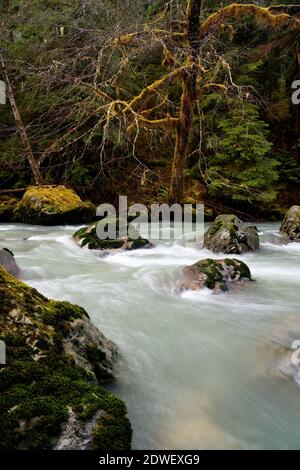 Boulder River fließt durch alten Wald, Boulder River Wilderness, Central Cascades, Washington, USA Stockfoto