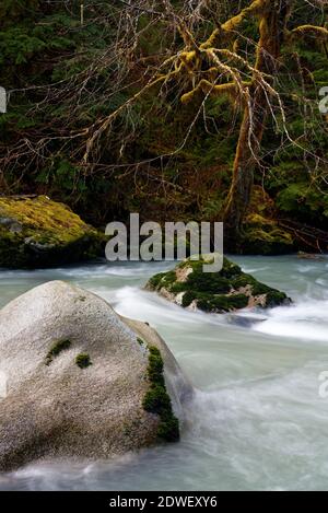 Boulder River fließt durch alten Wald, Boulder River Wilderness, Central Cascades, Washington, USA Stockfoto