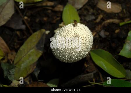 Pilze sind weiß mit Spitzen auf der Oberfläche einer halbkugelförmigen Form. Lycoperdon perlatum pilze Stockfoto