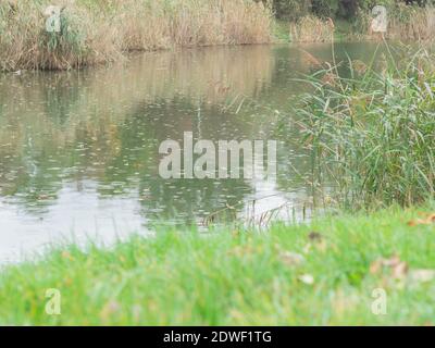 Gelbe und grüne Blätter auf den Bäumen ingelb und grüne Blätter auf den Bäumen im Stadtpark. Die Landschaft im Stadtpark der Stadtpark Stockfoto