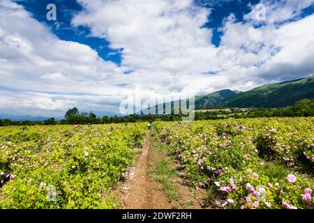 Rosenfeld, Ernte der Rose, haevesting Rosen, das Rose Valley, Karlovo, Plovdiv Provinz, Bulgarien, Südosteuropa, Europa Stockfoto