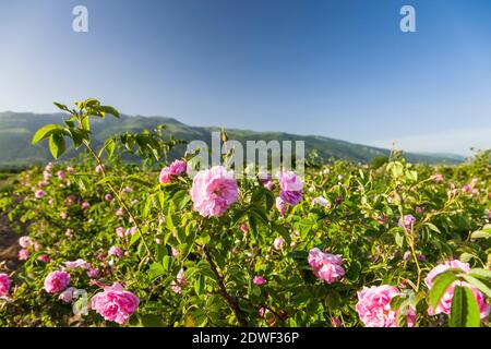 Rosenfeld, Rosenernte, Rosenblüten, Rosengarten, Kazanlak, Stara Zagora, Bulgarien, Südosteuropa, Europa Stockfoto