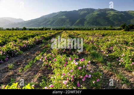 Rosenfeld, Rosenernte, Rosenblüten, Rosengarten, Kazanlak, Stara Zagora, Bulgarien, Südosteuropa, Europa Stockfoto