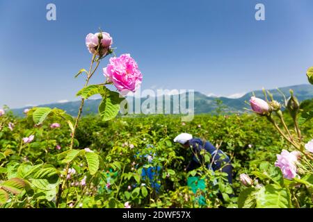 Rosenfeld, Rosenernte, Rosenblüten, Rosengarten, Kazanlak, Stara Zagora, Bulgarien, Südosteuropa, Europa Stockfoto