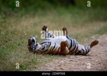Bengaltiger (Panthera tigris Tigris), der natürliche Lebensraum eines Tigers, Katzenverhalten eines Tigers, Stockfoto