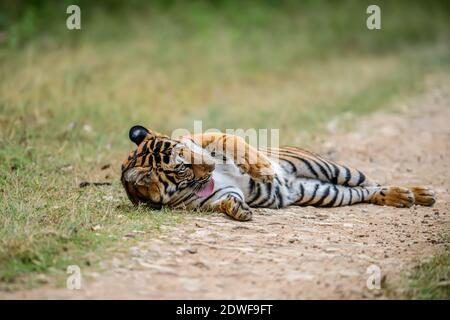 Bengaltiger (Panthera tigris Tigris), der natürliche Lebensraum eines Tigers, Katzenverhalten eines Tigers, Stockfoto