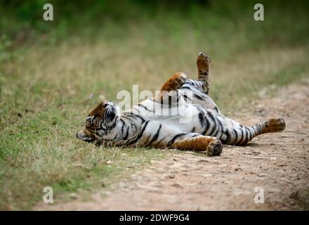 Bengaltiger (Panthera tigris Tigris), der natürliche Lebensraum eines Tigers, Katzenverhalten eines Tigers, Stockfoto