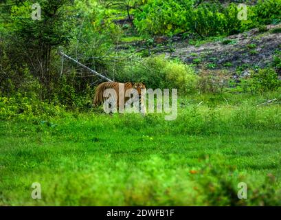 Bengal Tiger (Panthera tigris Tigris), Prinz von Bandipur Tiger Reserve, schöne grüne Wald Hintergrund, ein riesiger männlicher Tiger zu Fuß Stockfoto