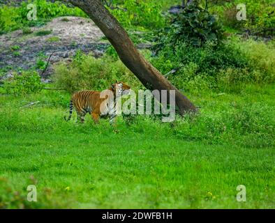 Bengal Tiger (Panthera tigris Tigris), Prinz von Bandipur Tiger Reserve, schöne grüne Wald Hintergrund, ein riesiger männlicher Tiger zu Fuß Stockfoto