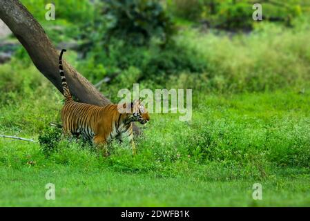 Bengal Tiger (Panthera tigris Tigris), Prinz von Bandipur Tiger Reserve, schöne grüne Wald Hintergrund, ein riesiger männlicher Tiger zu Fuß Stockfoto