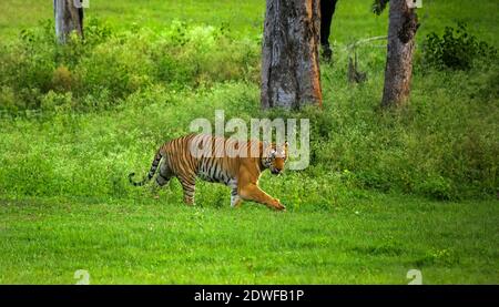 Bengal Tiger (Panthera tigris Tigris), Prinz von Bandipur Tiger Reserve, schöne grüne Wald Hintergrund, ein riesiger männlicher Tiger zu Fuß Stockfoto