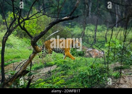 Bengal Tiger (Panthera tigris Tigris), Prinz von Bandipur Tiger Reserve, schöne grüne Wald Hintergrund, ein riesiger männlicher Tiger zu Fuß Stockfoto