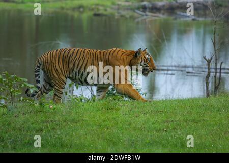 Bengal Tiger (Panthera tigris Tigris), Prinz von Bandipur Tiger Reserve, schöne grüne Wald Hintergrund, ein riesiger männlicher Tiger zu Fuß Stockfoto