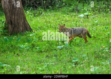 Nahaufnahme eines Wildtierfotos von Canis aureus, einem indischen Schakal, Raubtier aus der Familie der Canis, der auf grünem Gras vor einem grünen natürlichen Hintergrund steht. Stockfoto