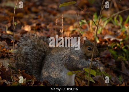 Graue Eichhörnchen Fütterung in den Wäldern Stockfoto