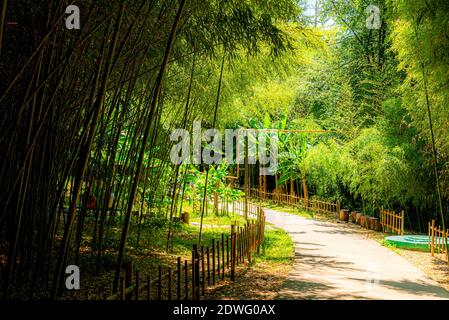 Panorama Bambuswald oder Bambushain mit Büschen Stockfoto