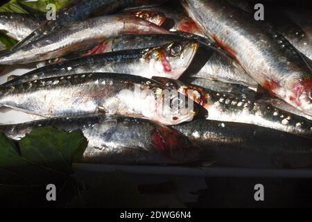 Salzige und frische Sardinen im natürlichen Licht Stockfoto