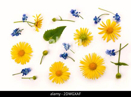 Frühling Blume Köpfe Sammlung isoliert auf weißem Hintergrund Stockfoto