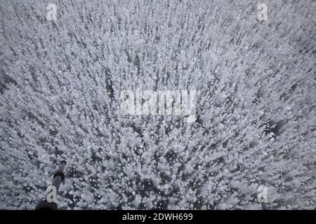 Jilin, Jilin, China. Dezember 2020. Jilin, CHINA-am 22. Dezember 2020 tauchte im Eisschild des Yuema-Sees in der Stadt Jilin, Provinz Jilin, eine große Fläche von Blasen und Eisrissen auf, genau wie das Wunder der Eisblumen. Ã‚Â die Blasen sind so dicht wie Blätter von silbernen Flamulina-Pilzen, Und wie Tausende von kleinen weißen Türmen, von verschiedenen Größen, sehr magisch.das Phänomen wird angenommen, dass durch Methangas aus dem See steigt verursacht.Ã‚Â Neben der Blasenlandschaft gibt es viele vertikale und horizontale Eisrisse, die auch ungewöhnlich sind. Sie variieren in Tiefe, Länge und Form. Wh Stockfoto