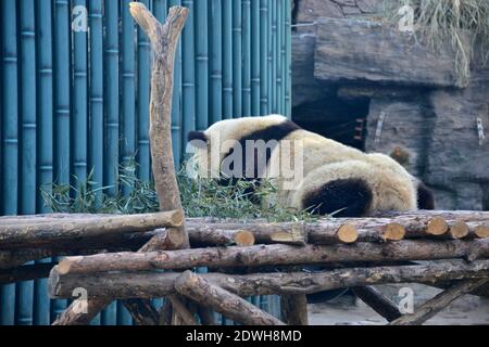 Xicheng, Xicheng, China. Dezember 2020. Peking, CHINA-seit Beginn der Wintersonnenwende am 22. Dezember 2020 ist das Wetter in Peking lange Zeit über Null, ohne jegliches Kältegefühl von Eis und Schnee. Ã‚Â im Panda-Gehege im Pekinger Zoo sind auch Riesenpandas faul geworden und schlafen den ganzen Tag über ein. Quelle: SIPA Asia/ZUMA Wire/Alamy Live News Stockfoto
