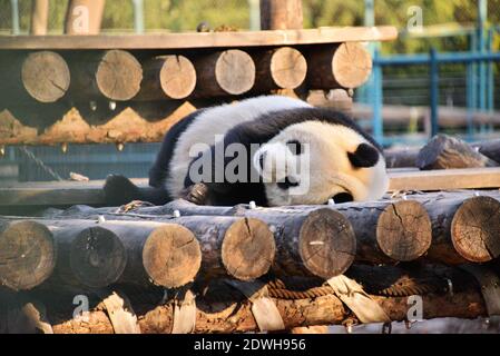 Xicheng, Xicheng, China. Dezember 2020. Peking, CHINA-seit Beginn der Wintersonnenwende am 22. Dezember 2020 ist das Wetter in Peking lange Zeit über Null, ohne jegliches Kältegefühl von Eis und Schnee. Ã‚Â im Panda-Gehege im Pekinger Zoo sind auch Riesenpandas faul geworden und schlafen den ganzen Tag über ein. Quelle: SIPA Asia/ZUMA Wire/Alamy Live News Stockfoto