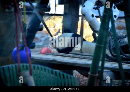 Xicheng, Xicheng, China. Dezember 2020. Peking, CHINA-seit Beginn der Wintersonnenwende am 22. Dezember 2020 ist das Wetter in Peking lange Zeit über Null, ohne jegliches Kältegefühl von Eis und Schnee. Ã‚Â im Panda-Gehege im Pekinger Zoo sind auch Riesenpandas faul geworden und schlafen den ganzen Tag über ein. Quelle: SIPA Asia/ZUMA Wire/Alamy Live News Stockfoto