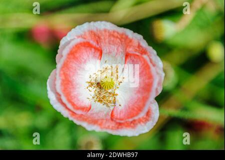 Rosa isländische Papier Mohnblume in einem Grasland mit geringer Tiefenschärfe Hintergrund. Stockfoto
