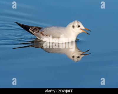 Schwarzkopfmöwe Larus ridibundus erstes Jahr unreife Vögel baden Norfolk Stockfoto