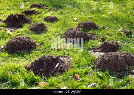 Garten Maulwurffelder im Rasen Stockfoto