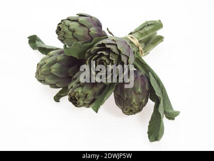 Artischocke, Cynara Scolymus vor weißem Hintergrund Stockfoto