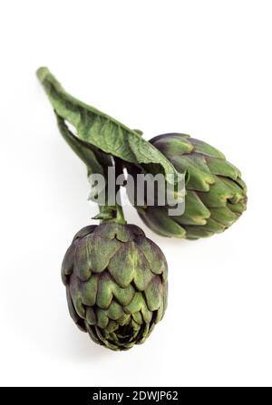 Artischocke, Cynara Scolymus vor weißem Hintergrund Stockfoto