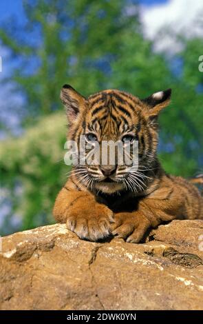 Sumatran Tiger, panthera tigris sumatrae, Cub Standing on Rock Stockfoto