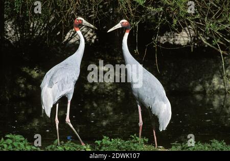 Sarus Kranich, grus antigone, Paar Stockfoto