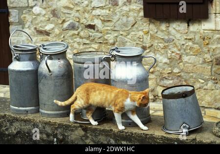 Hauskatze mit Milchkanne Stockfoto