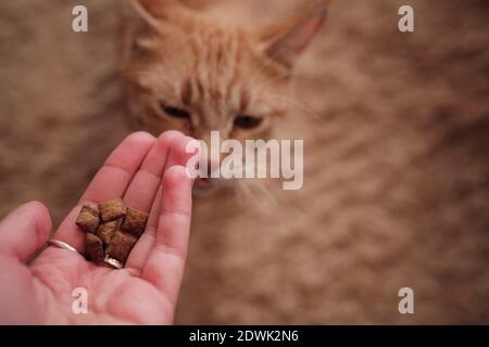 Frau füttert Ingwerkatze, Katze isst von weiblichen Händen. Füttern der Katze mit leckerem Katzenfutter Stockfoto