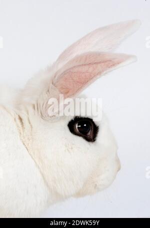 Hotot Inland Rabit vor weißem Hintergrund, Rasse aus der Normandie Stockfoto