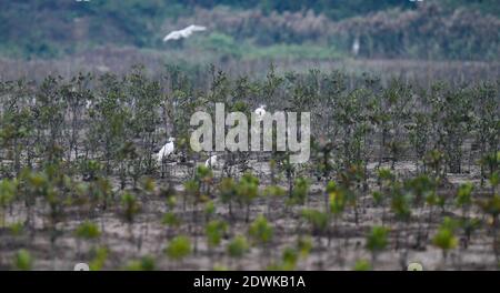 Haikou, China. Dezember 2020. Reiher werden am 23. Dezember 2020 in neu gepflanzten Mangrovenbäumen im Sanjiang Mangrovenwald-Feuchtgebiet Park in Haikou, südchinesische Provinz Hainan, gesehen. Das ökologische Sanierungsprojekt für das Feuchtgebiet Dongzhaigang wurde kürzlich durchgeführt, so die Nationale Naturschutzbehörde Dongzhaigang in Haikou. Das Projekt startete am 18. März 2019 und zielte darauf ab, die ökologischen Systeme einschließlich Mangrovenwälder entlang der Küste von Dongzhaigang effektiv zu rehabilitieren, damit Zugvögel im Land im Winter bessere Lebensräume finden können. (Xinhua/Yang Kredit: Xinhua Stockfoto