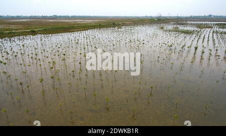 Haikou, China. Dezember 2020. Luftaufnahme vom 23. Dezember 2020 zeigt neu gepflanzte Mangrovenbäume im Sanjiang Mangrovenpark in Haikou, südchinesische Provinz Hainan. Das ökologische Sanierungsprojekt für das Feuchtgebiet Dongzhaigang wurde kürzlich durchgeführt, so die Nationale Naturschutzbehörde Dongzhaigang in Haikou. Das Projekt startete am 18. März 2019 und zielte darauf ab, die ökologischen Systeme einschließlich Mangrovenwälder entlang der Küste von Dongzhaigang effektiv zu rehabilitieren, damit Zugvögel im Land im Winter bessere Lebensräume finden können. (Xinhua Kredit: Xinhua Stockfoto