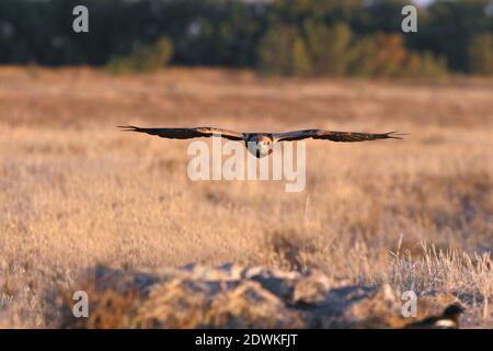 Erwachsene weibliche westliche Sumpfweihe fliegen am ersten Licht der Tag Stockfoto
