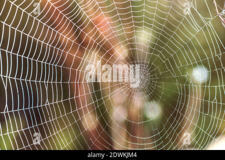 Spinnennetz im Tau tropft in einem Sommerfeld. Stockfoto